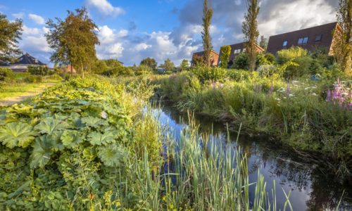 natuurinclusieve gebiedsontwikkeling versterkt biodiversiteit