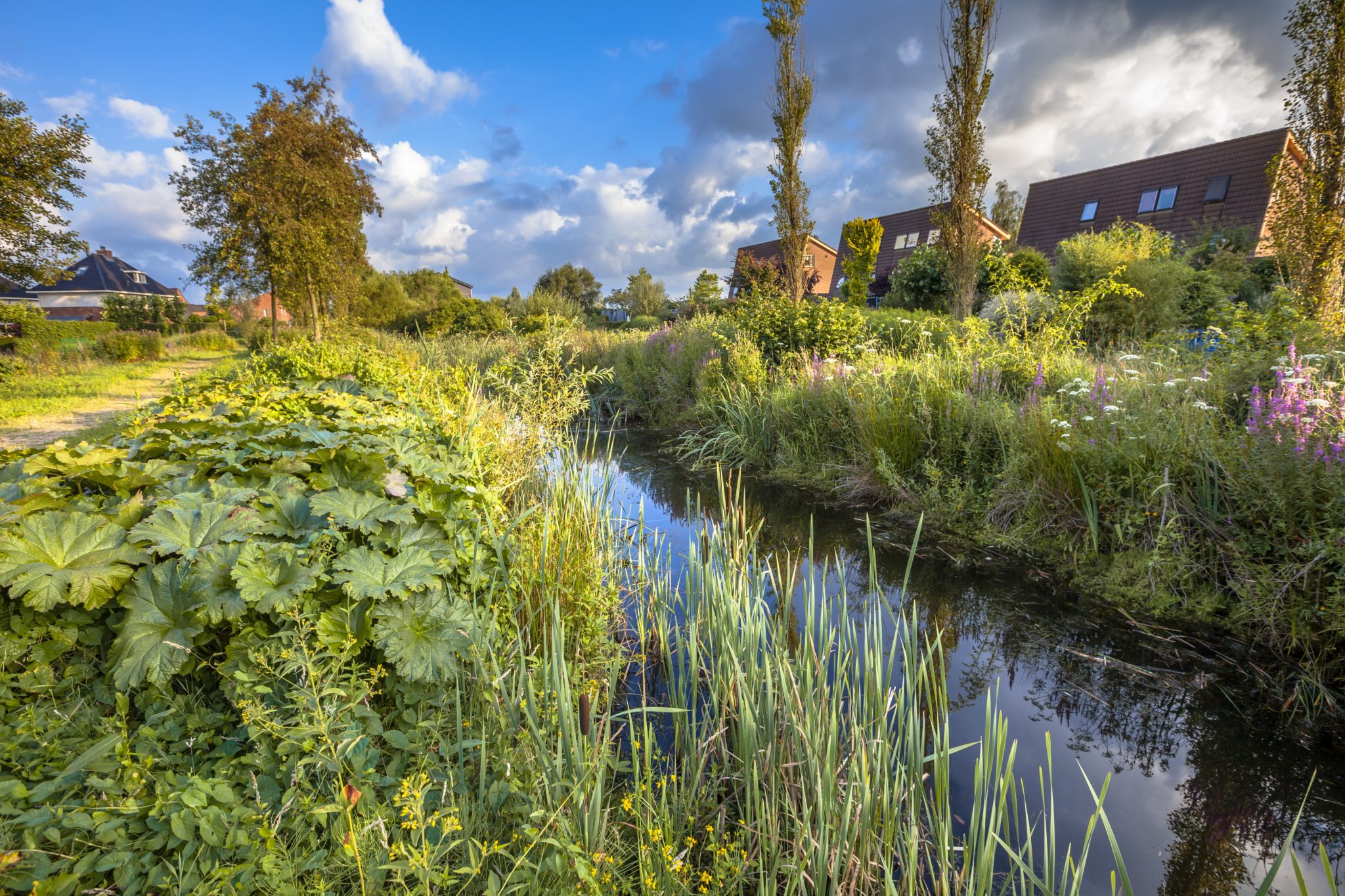 natuurinclusieve gebiedsontwikkeling versterkt biodiversiteit