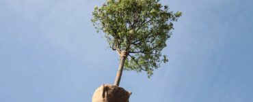 Alloggiamento_Piante_Bosco_Verticale_I
