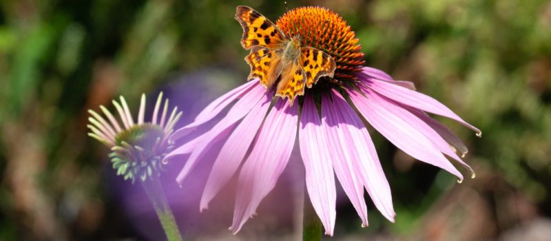 Biodiversiteit