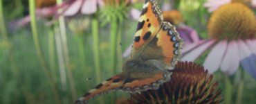Biodiversiteit